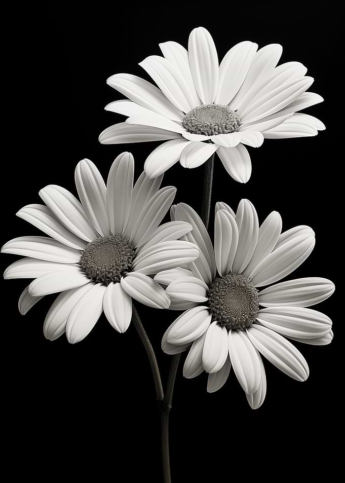 Daisies Black and White 2