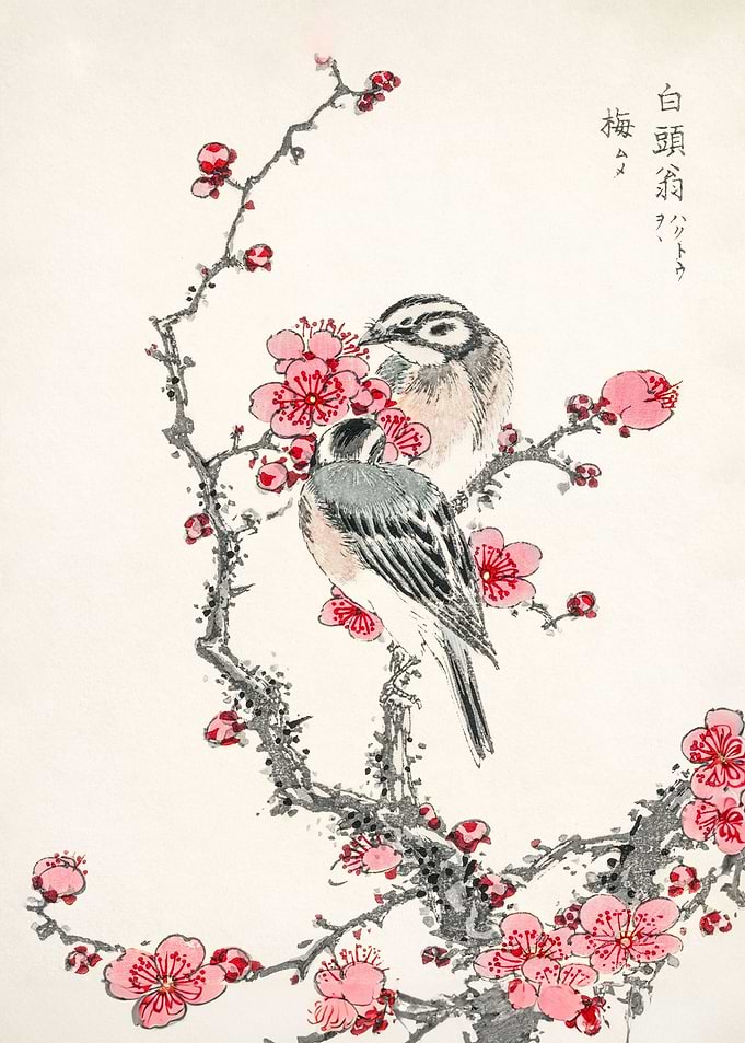 Japanese Great Tit