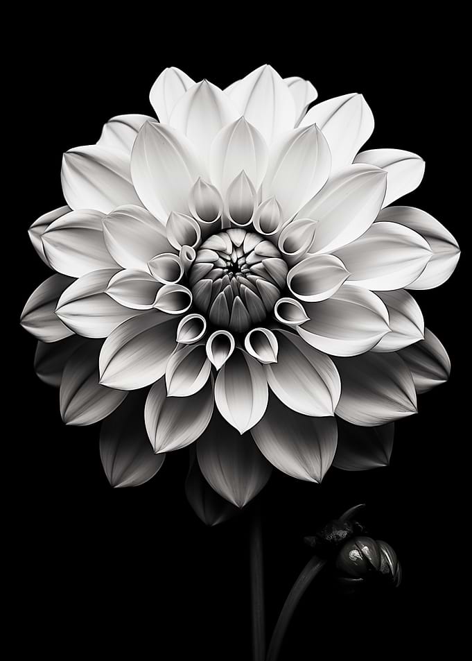 Dahlia Black and White