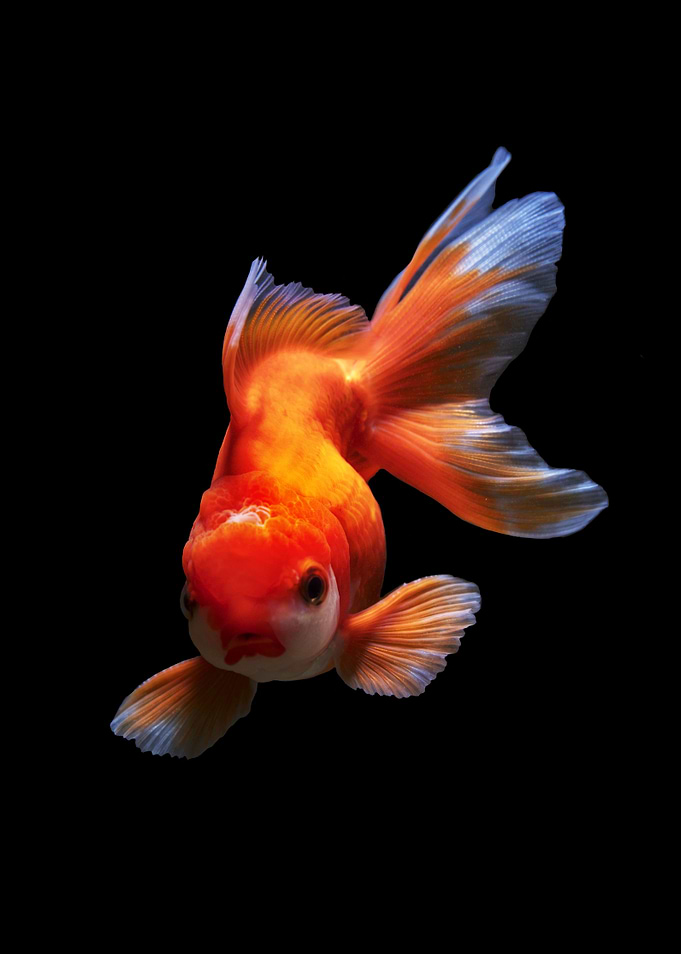 legendary fish