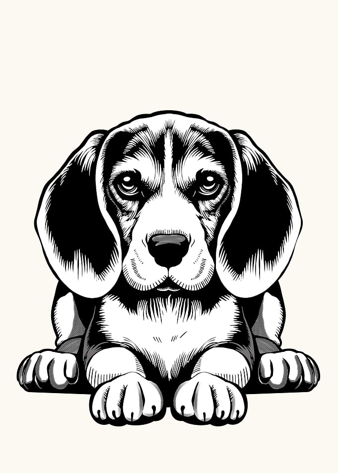 Beagle