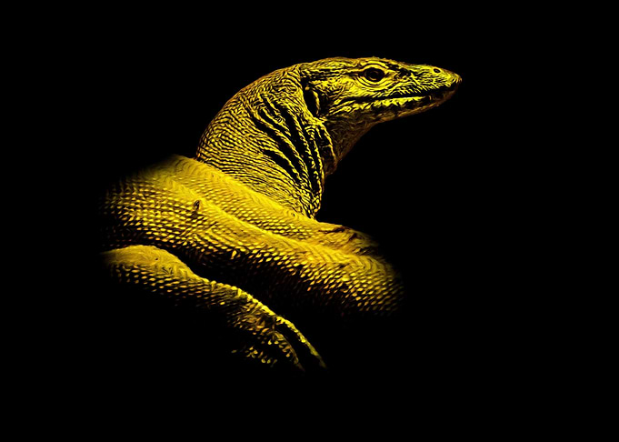 Monitor lizard