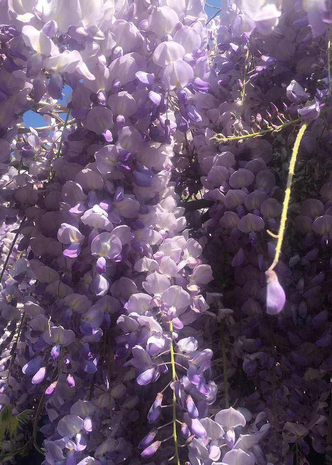 Glycine 048