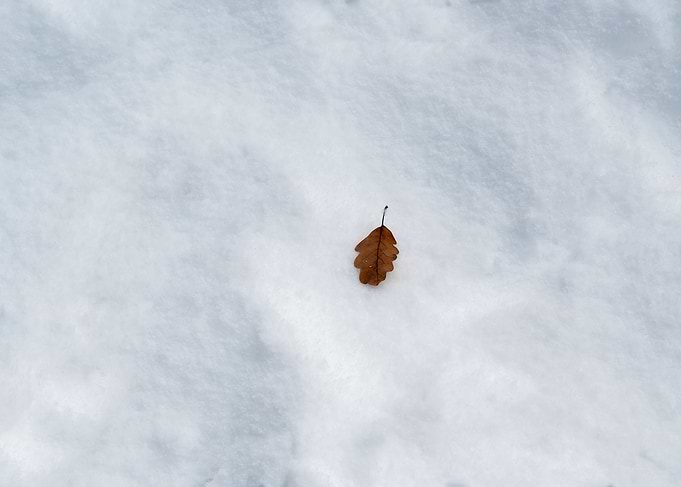 The leaf in the snow