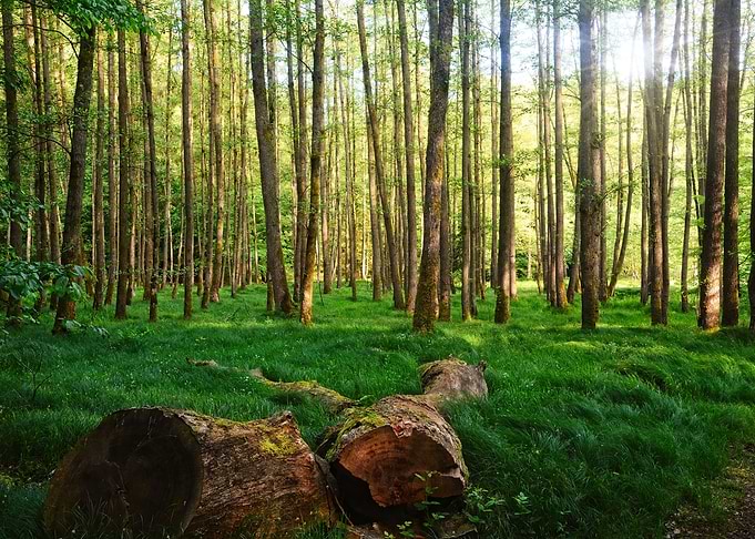 In the forest