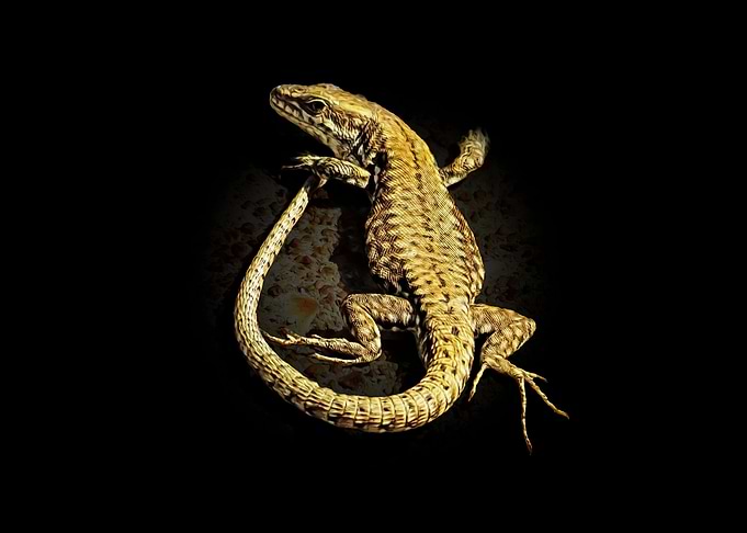 Lizard