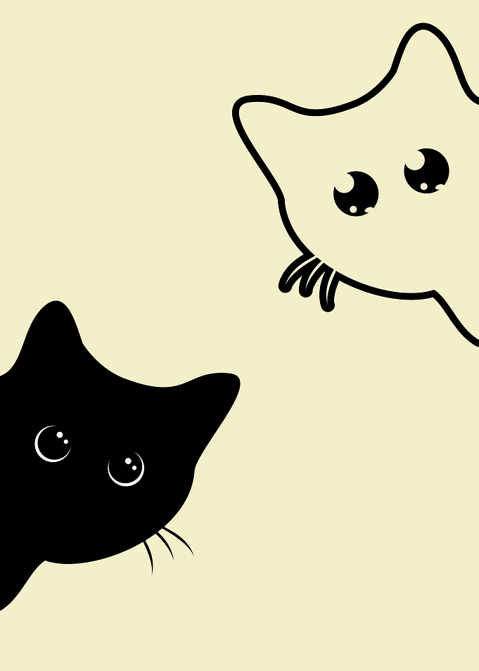 Black and White Cat 7