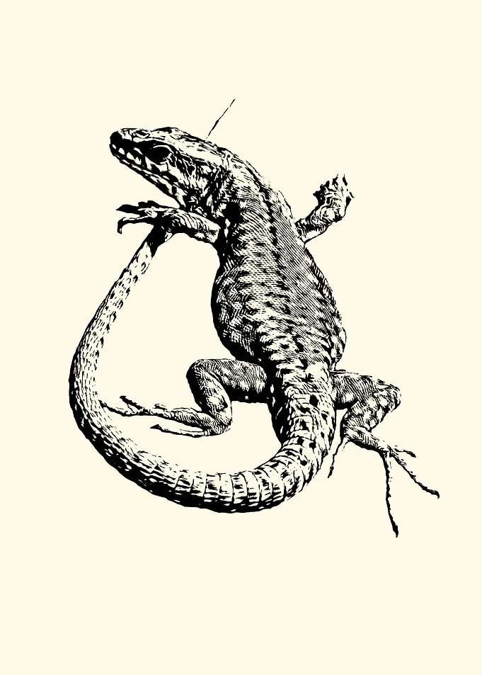 Lizard