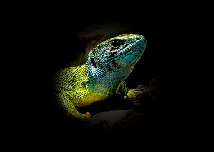 Green lizard