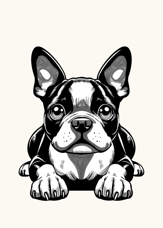 Boston Terrier