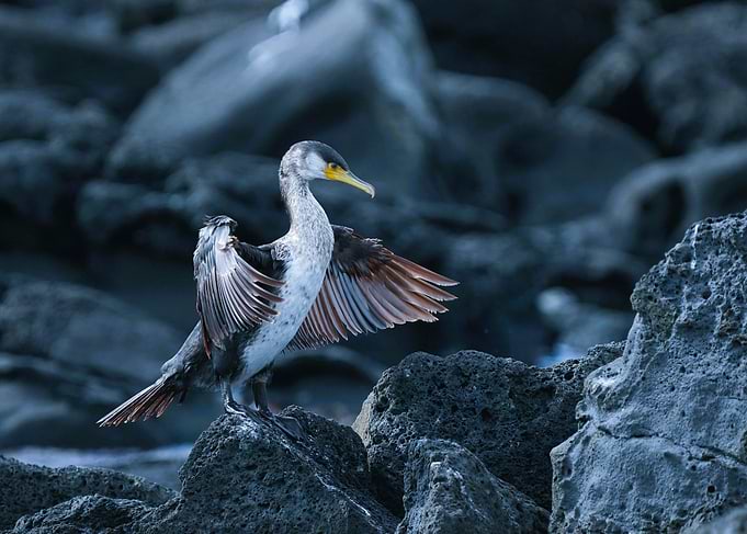 Cormorant Bird