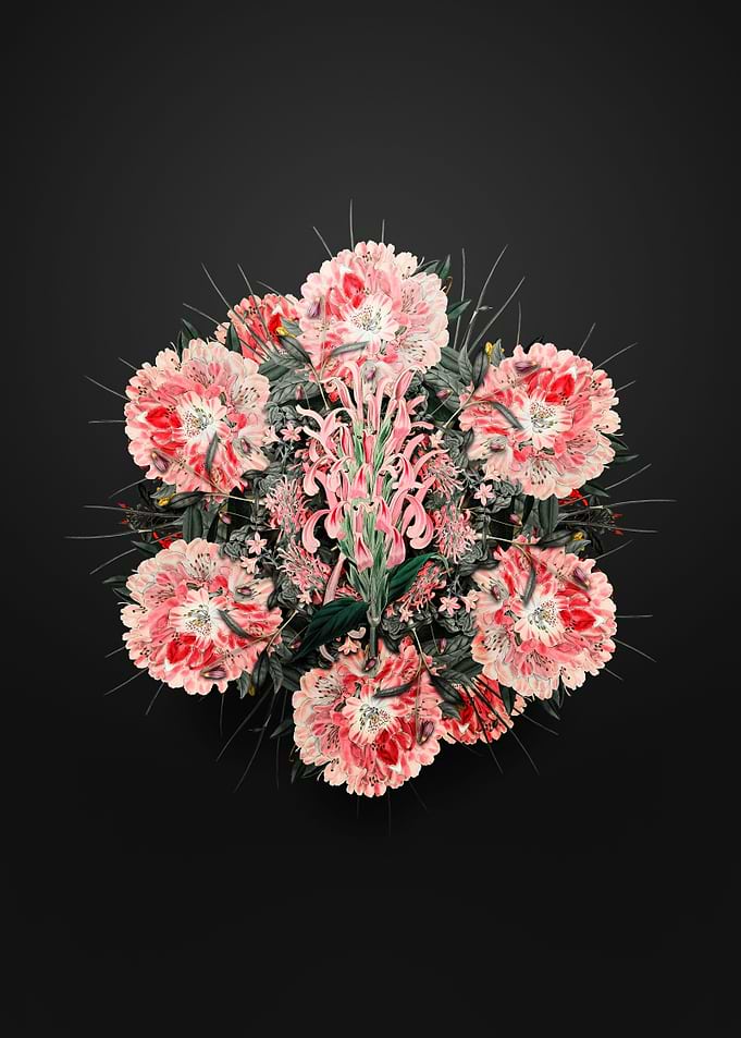 Justicia Carnea Wreath