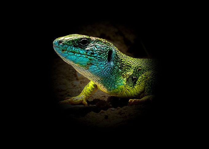 Green lizard