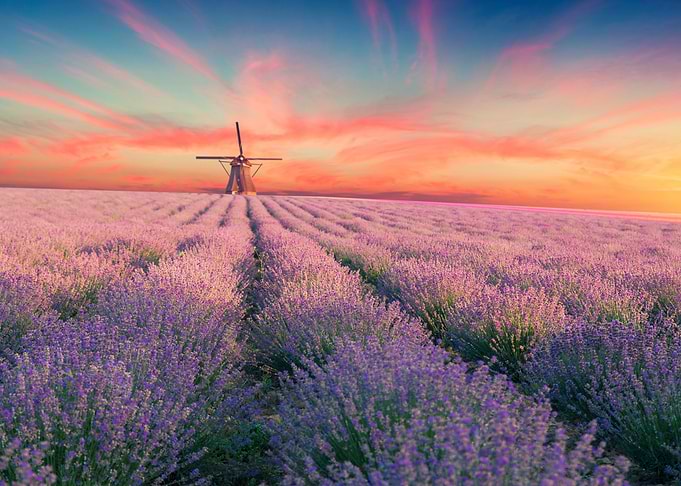 Lavender field summer