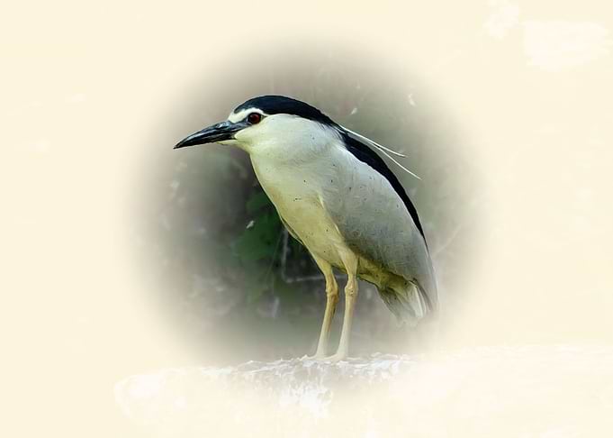 Night heron