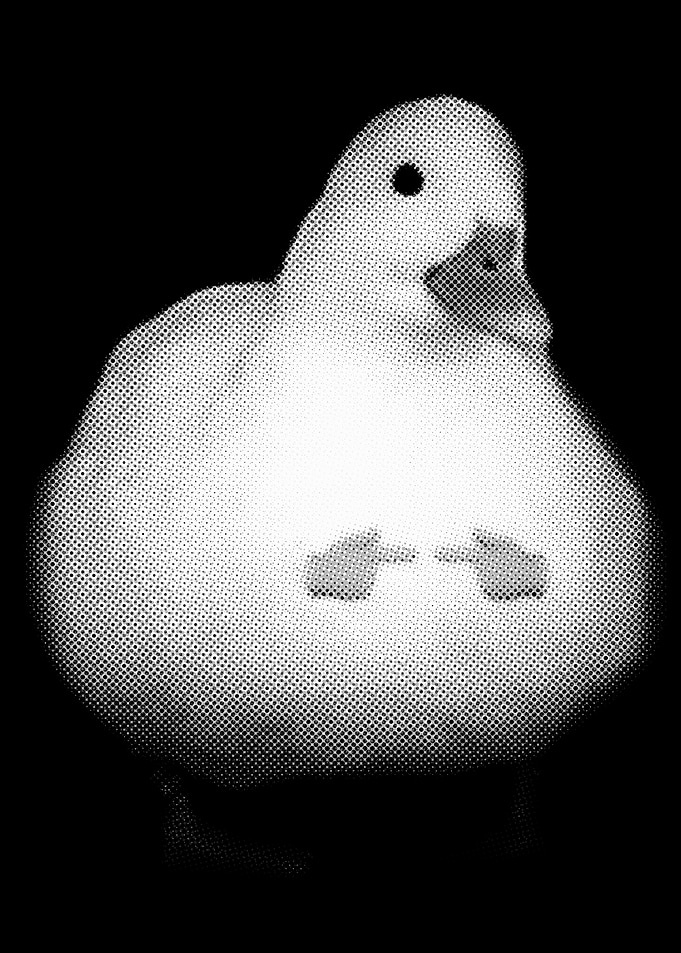 Cute duck