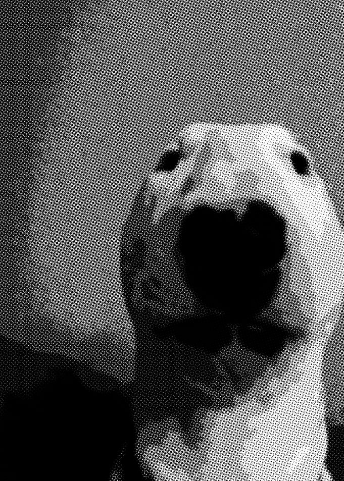 Walter dog
