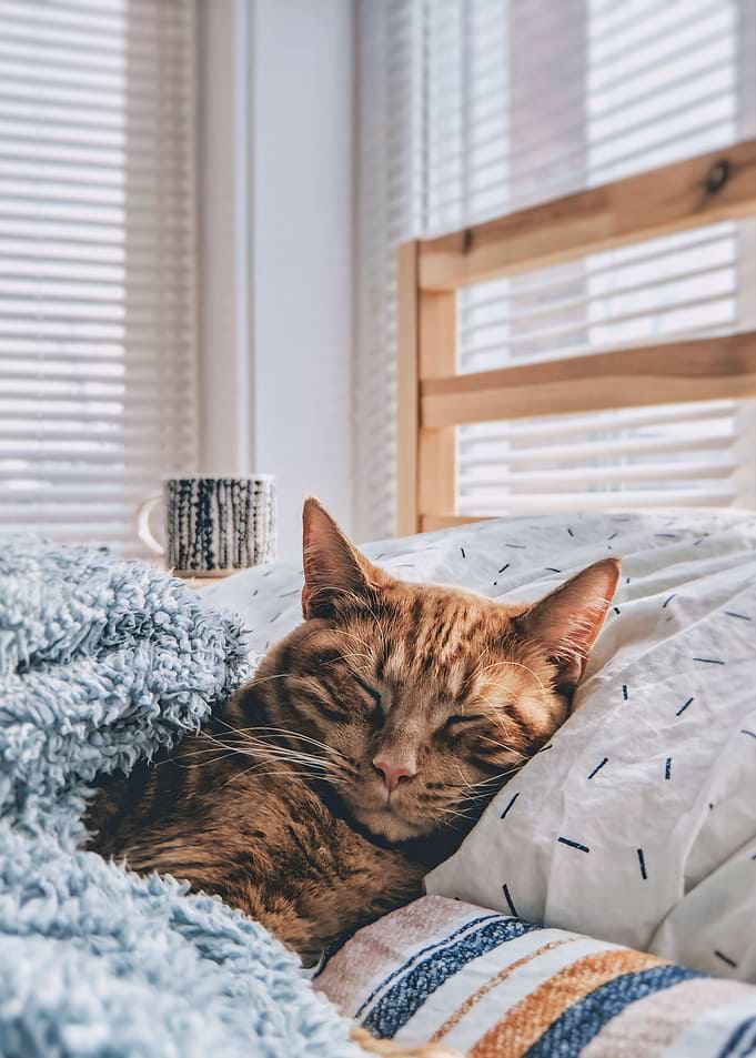 Cute Cat Is Sleeping