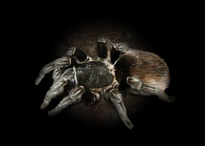 Tarantula