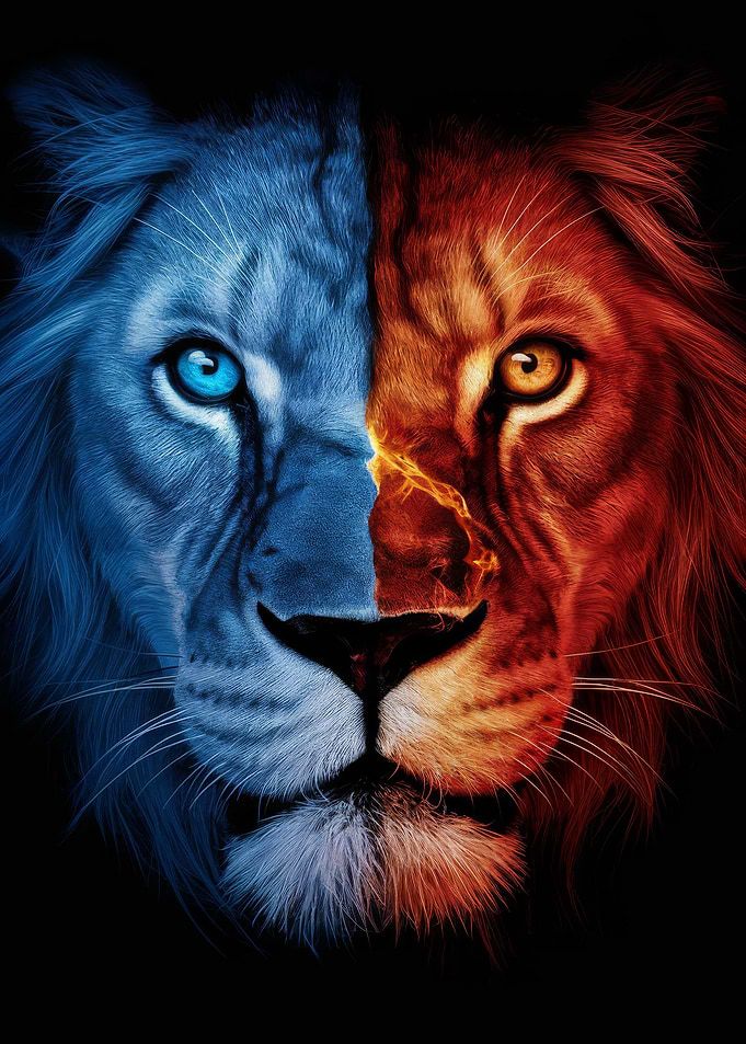 Lion Animal