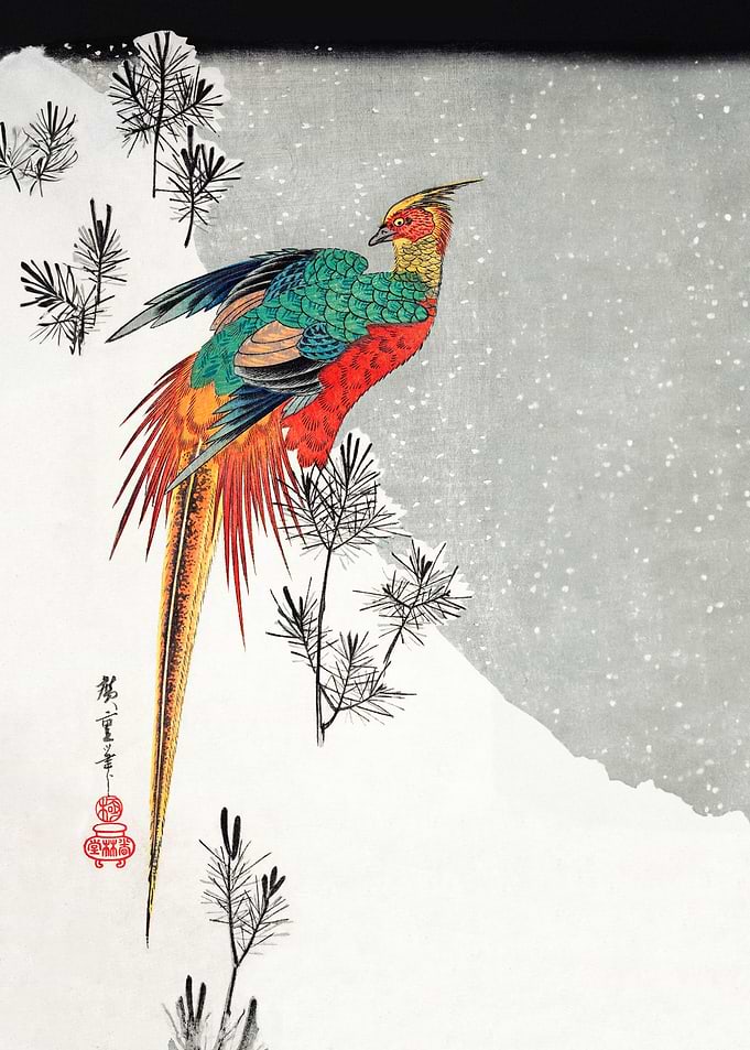 Golden Pheasant