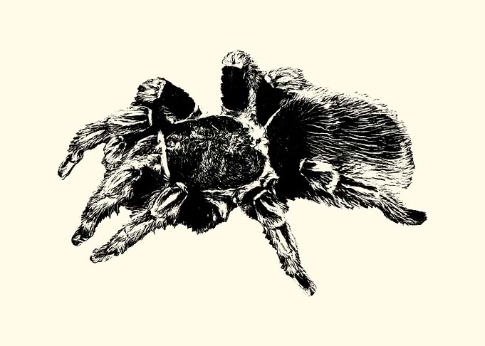 Tarantula