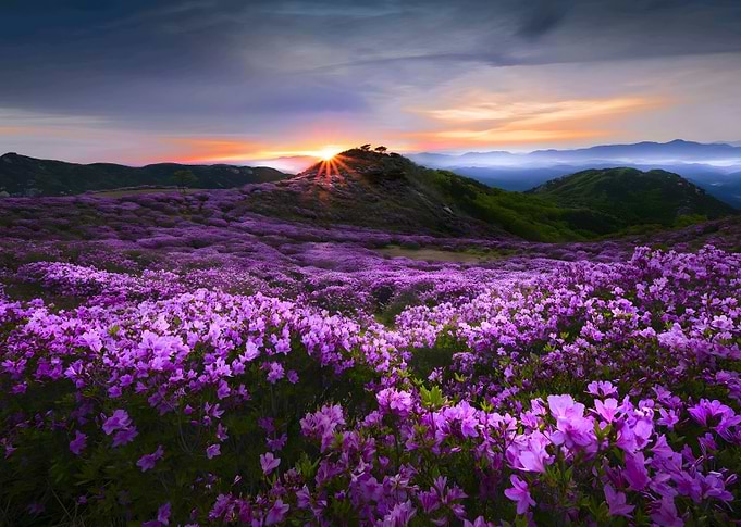 Mountain Flowers valley