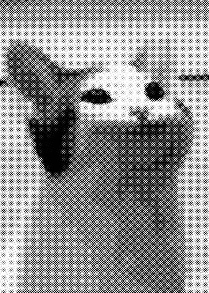 Pop cat