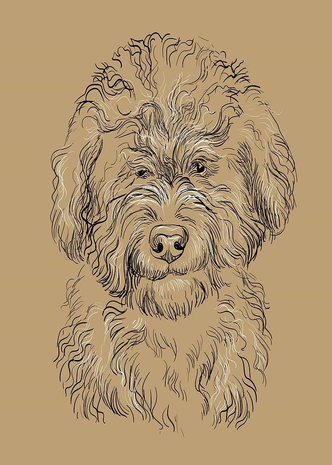 cute Barbet