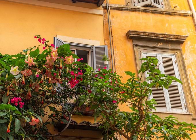 Window Climbing flowers