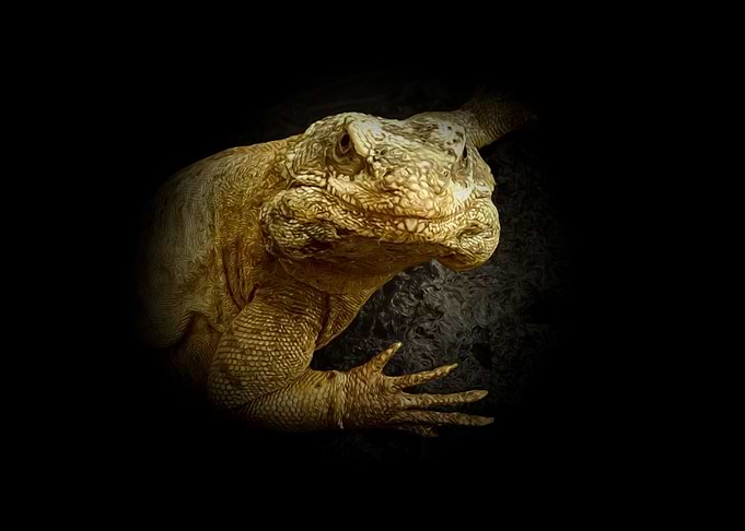 Chuckwalla