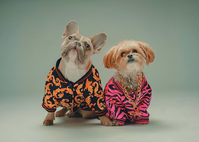 Two Dogs Wearing Tshirts