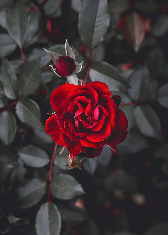 Rose Flower