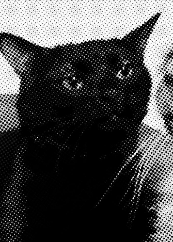 Black cat
