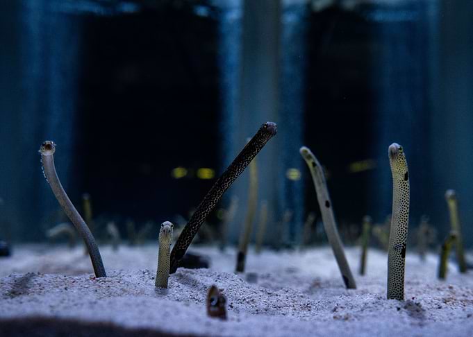 Spotted Garden Eels