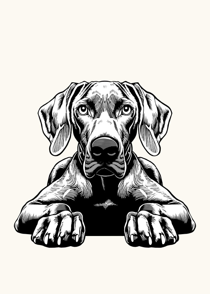 Weimaraner