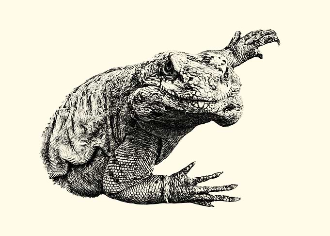 Chuckwalla