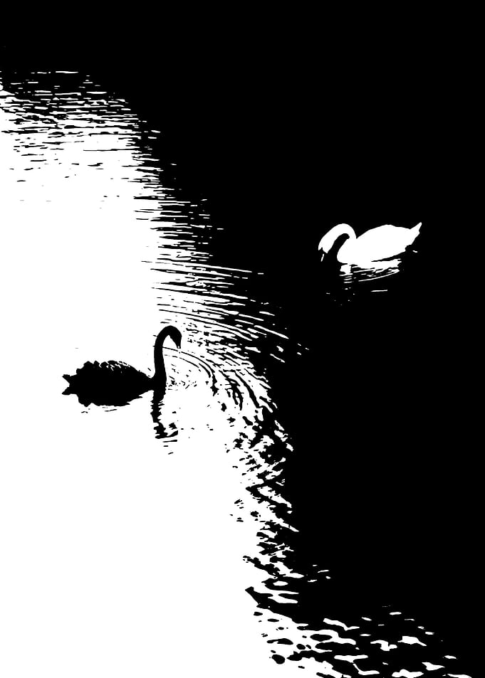 Swan