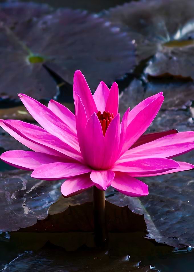 Lotus Flower