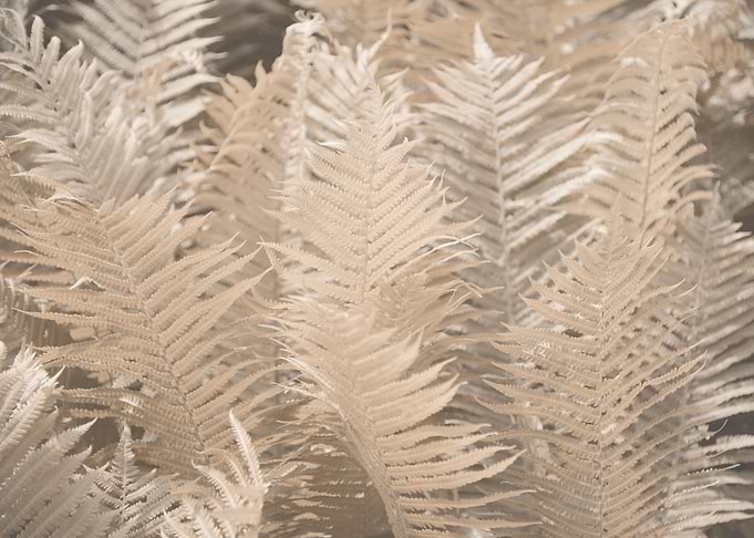 Fern Leaves Dream 1
