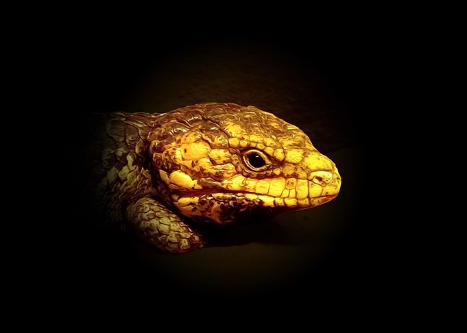 Skink