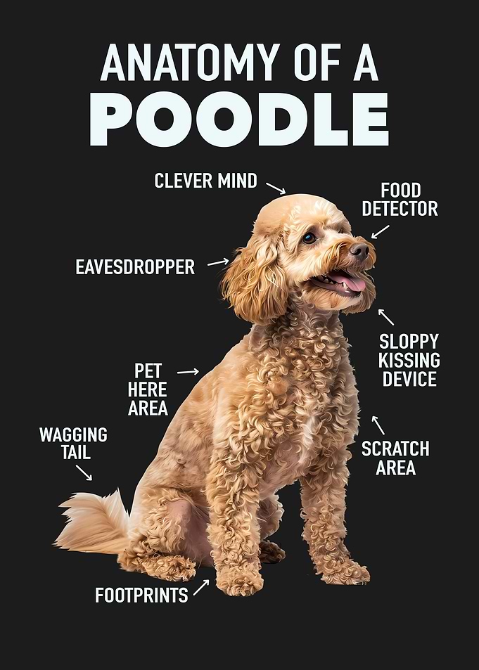 Poodle