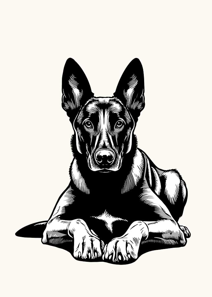 Belgian Malinois