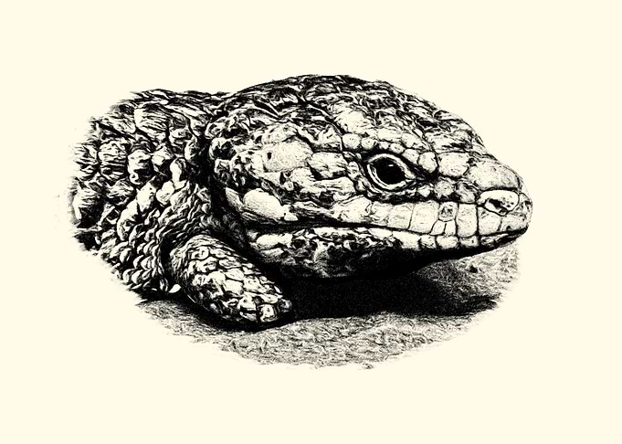 Skink