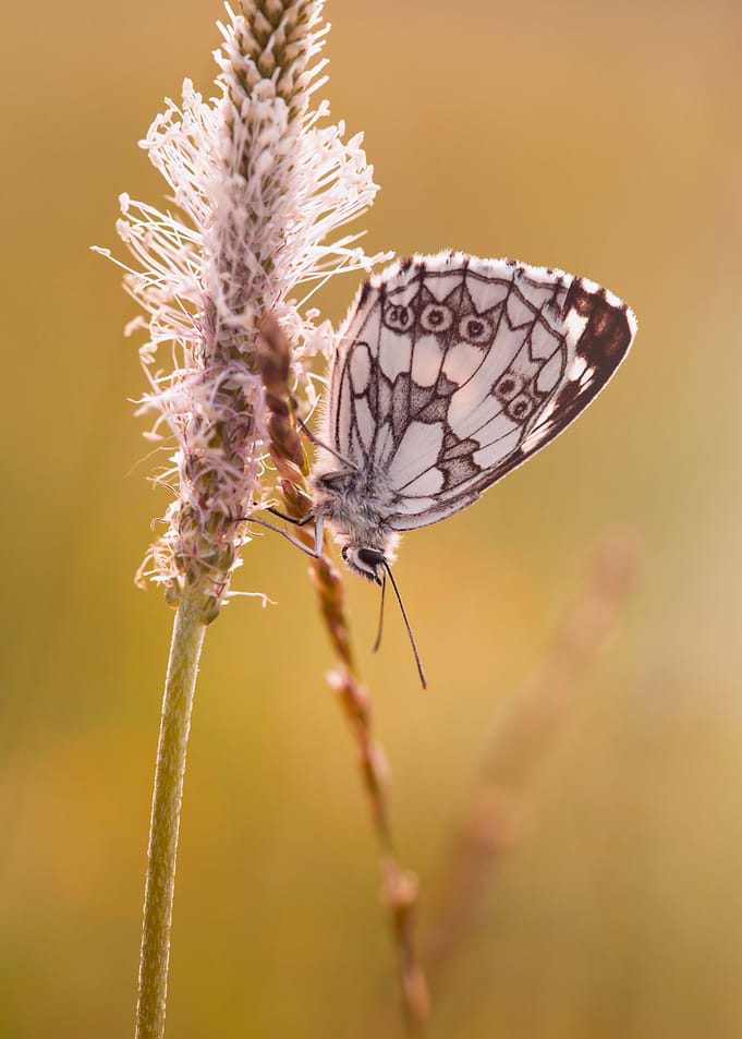 Summer butterfly