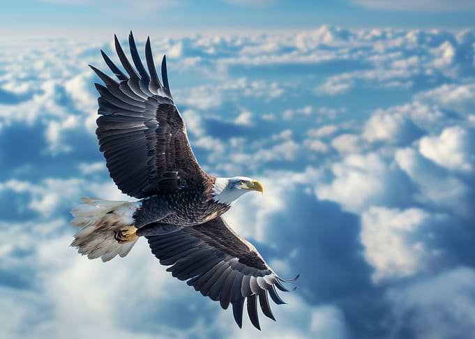 bald eagle sea eagle