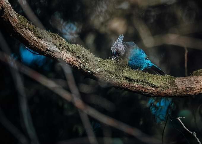 blue bird