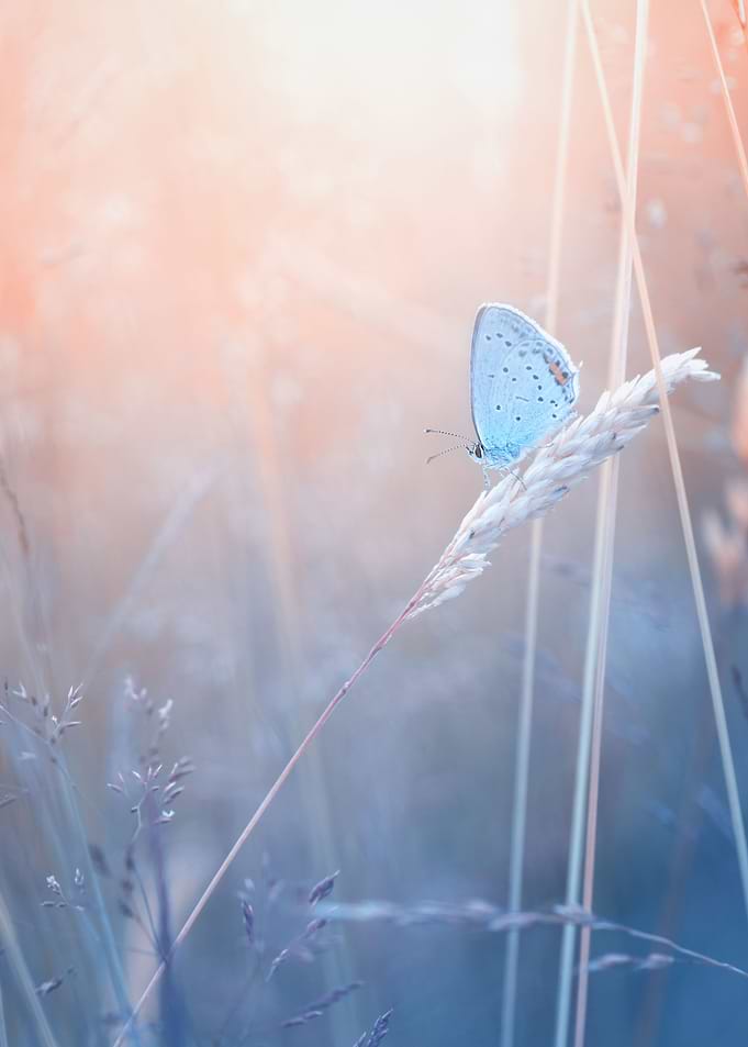 Blue icarus butterfly