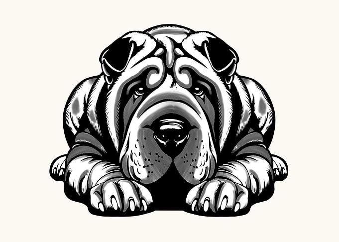 Shar Pei