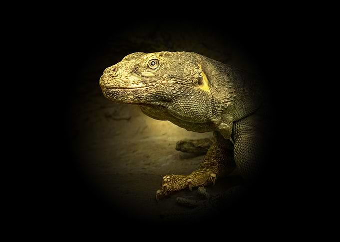 Chuckwalla